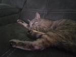 PET GROUP (you don't have to like cats) FRIOY5YOI3