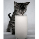 Cats and milk