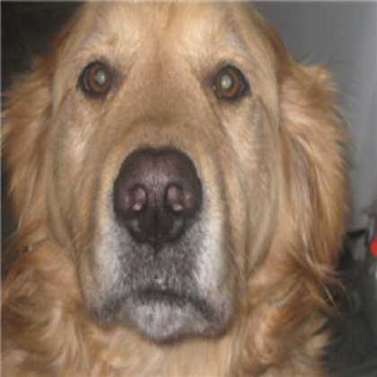 dog Roblox decal