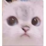 i love cats ok