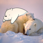 #the polar bear club