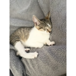 kitty cat on top