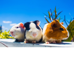 The Fancy Guinea Pigs