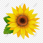 sunflower peepssssssssssssssssss