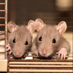 RAT FRIENDS UNITED