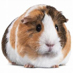 Guinea pig Counsel