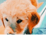 +=∙Puppies apparel∙=+