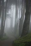 ᴀʀᴜʙᴀꜱ ꜰʟᴀᴍɪɴɢᴏꜱ
