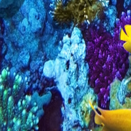 Fish Aquarium Bottom Left Roblox decal