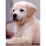 Breezes free robux fan Pokémon and dog fans