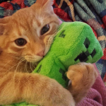 Sillyxcat