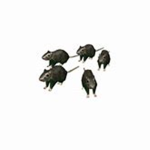 VIP Rats United