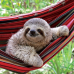 CuteSloth Studios