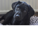 whiskers puppy
