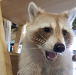 moiria raccoon fanclub
