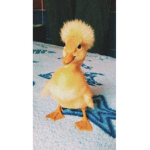ducky aesthetic clothing!