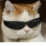 ALL CATS UNITED