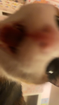 OwO face group