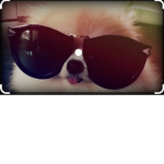 The Summer Pets!