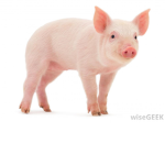 The Pigs