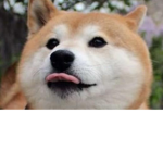 La Team Shiba