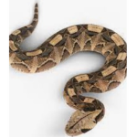Viper-hq