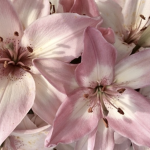 Blossomzx