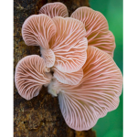 Mushroom Land!!