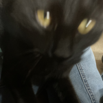 Space Cats United
