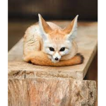 Group For People who love animals