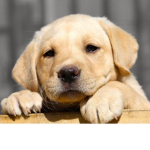 Puppy’s pals!