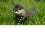 BABY OTTER