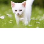 Kitty cat claw club
