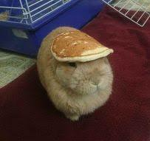 Cult of the pancake