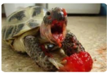 Extremely hungry turtles