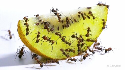Ants Eat Everything