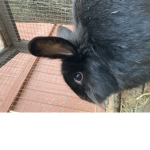Bunny Lu Lu land