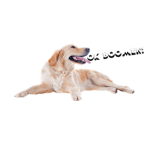 Boomers group.