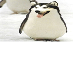 The pogiun