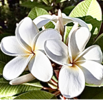 Aloxha’s Flower