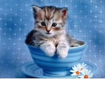 CuteGattini