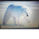 Polar bear squad %