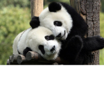 Panda Army :3