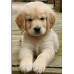 The Puppy Community