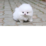 CutiePuppy squad