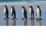 penguin appreciation fan group