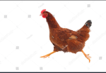 Running chicken