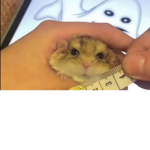 Párci na smetaně
