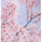 •Baby Blossoms•