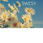 Daisy Clothes